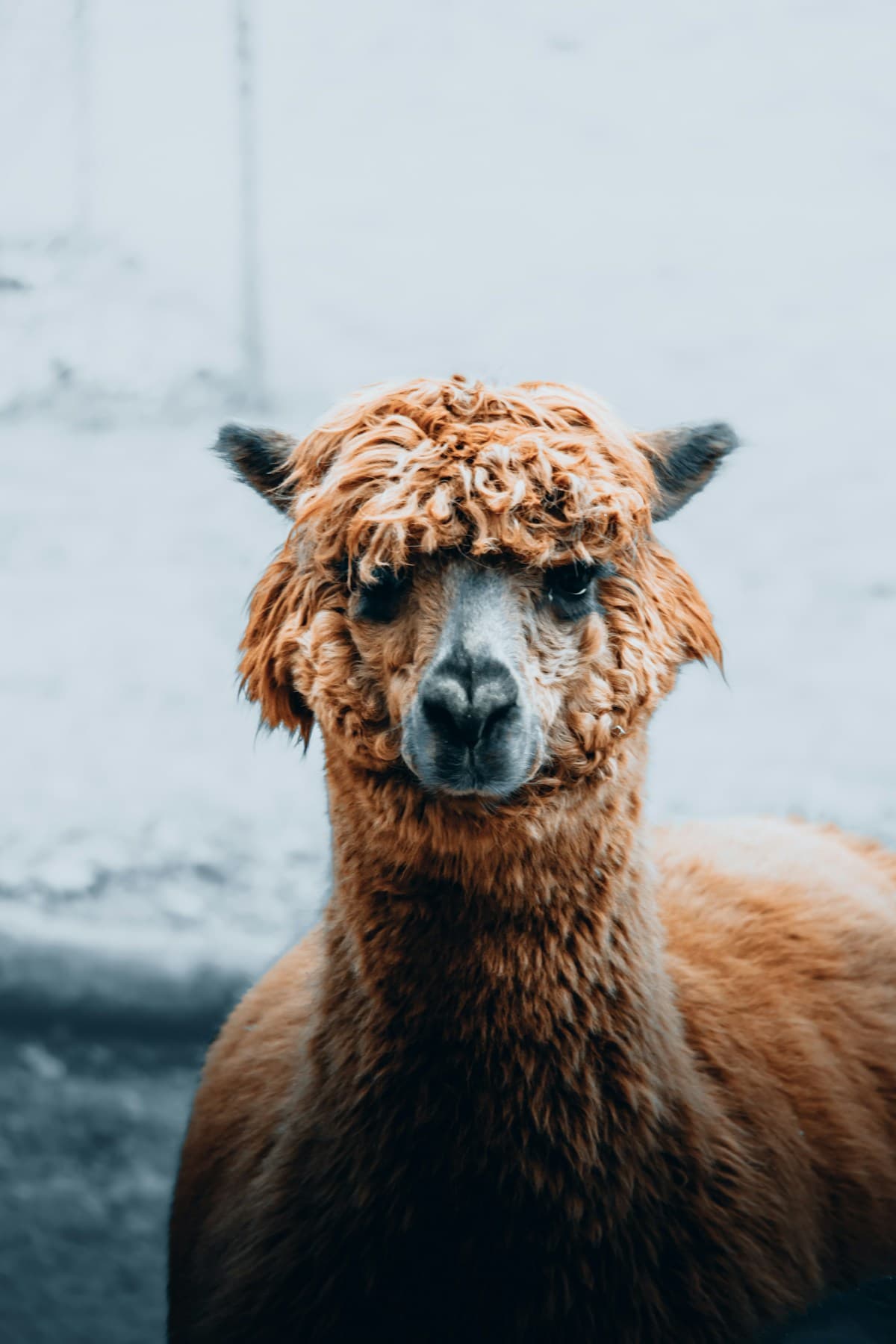 Nærbillede af en brun alpaka med blød pels